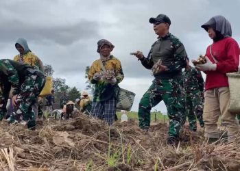Mikroba PA63 Penyubur Tanah, Racikan Brigjen Dany Rakca